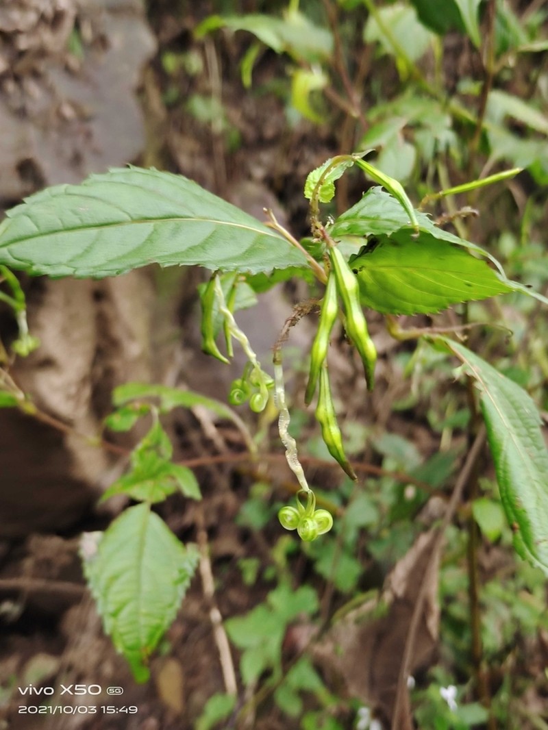Impatiens lushiensis photo 4