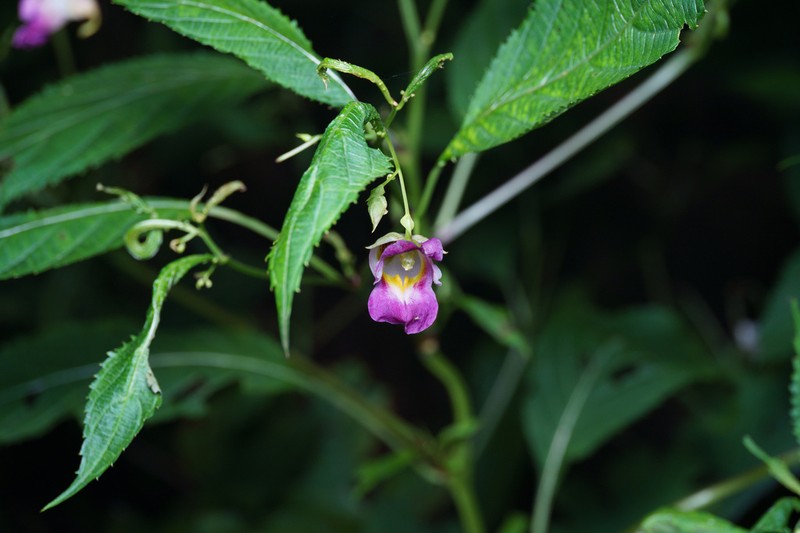 Impatiens lushiensis photo 5