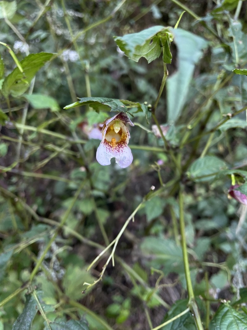 Impatiens lushiensis photo 6