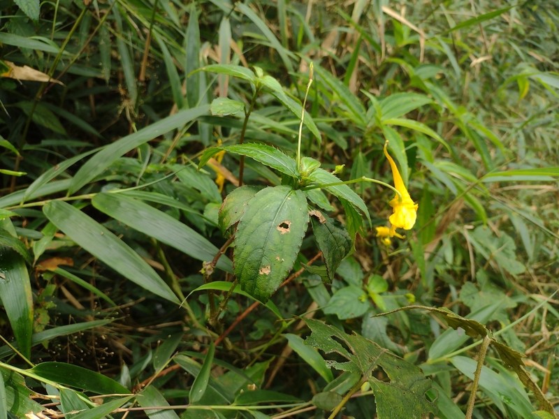 Impatiens luteola photo 3