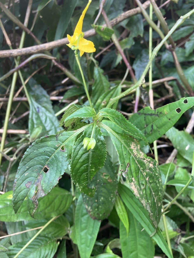Impatiens luteola photo 4