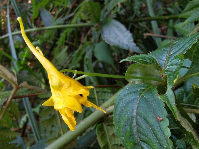 Impatiens luteola photo 5