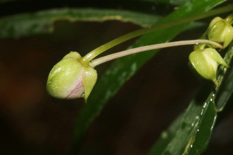 Impatiens lyallii