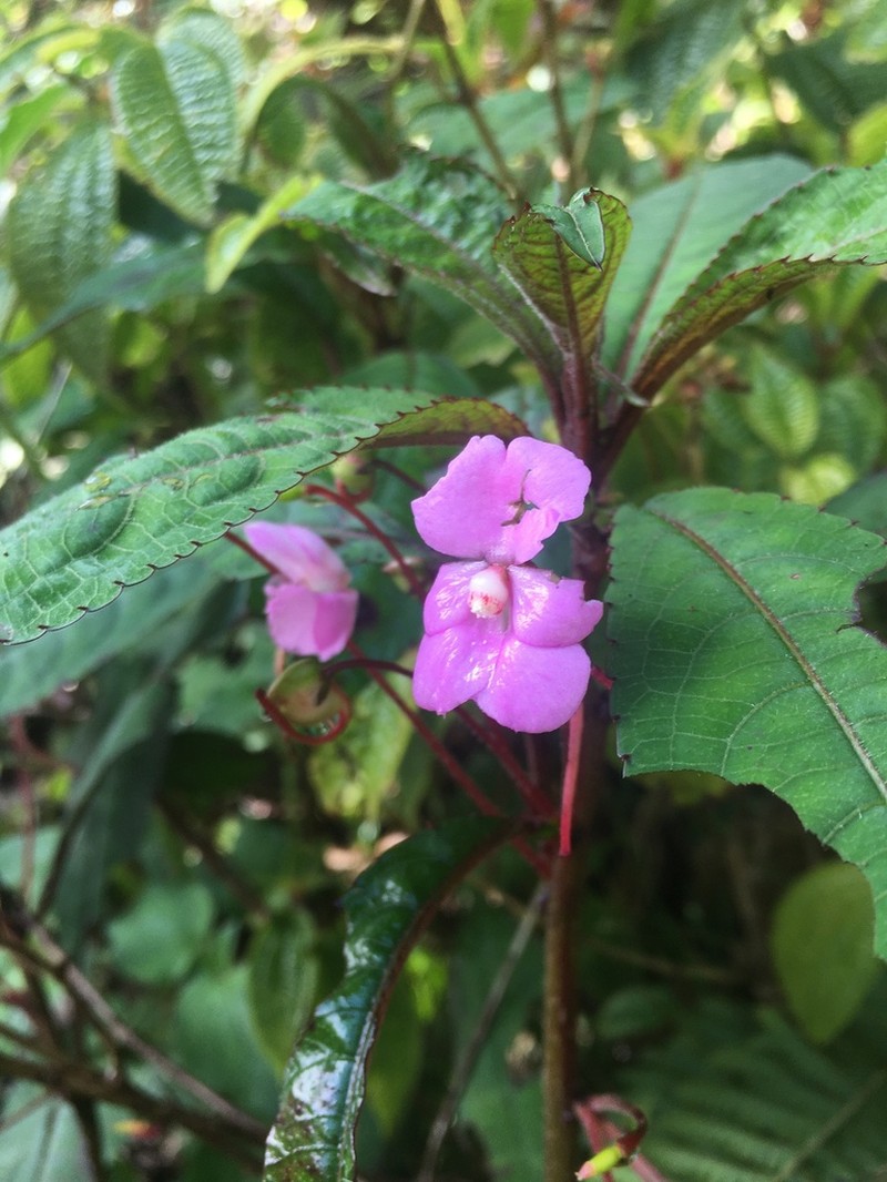 Impatiens lyallii photo 2