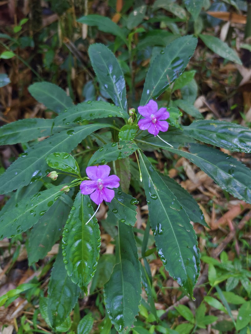 Impatiens lyallii photo 3