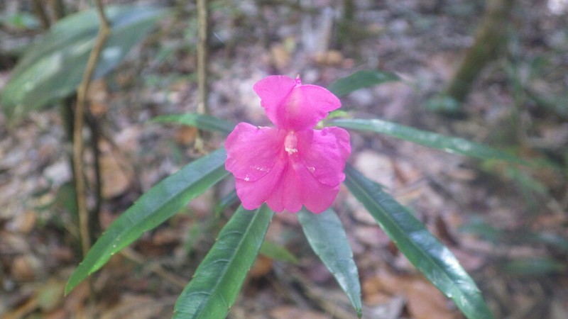 Impatiens lyallii photo 4