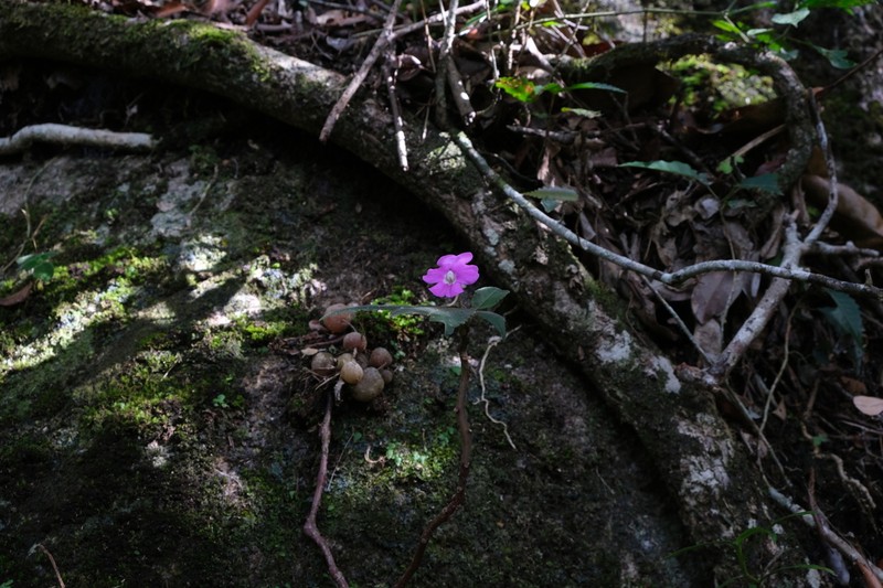 Impatiens lyallii photo 5