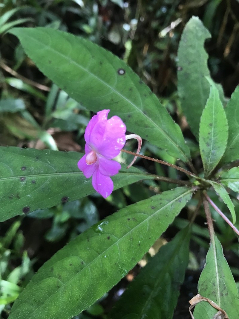 Impatiens lyallii photo 6