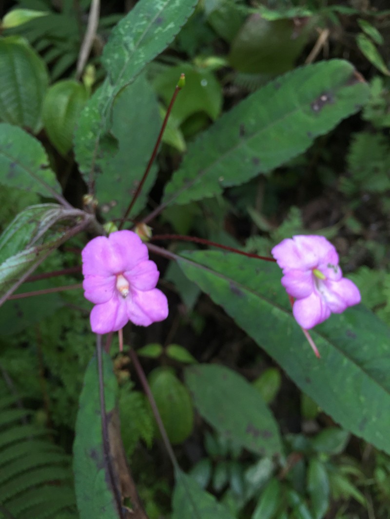 Impatiens lyallii photo 7