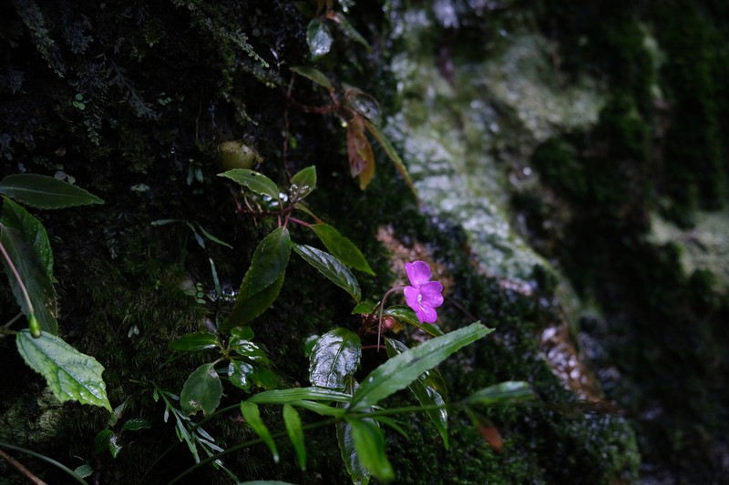 Impatiens lyallii photo 8