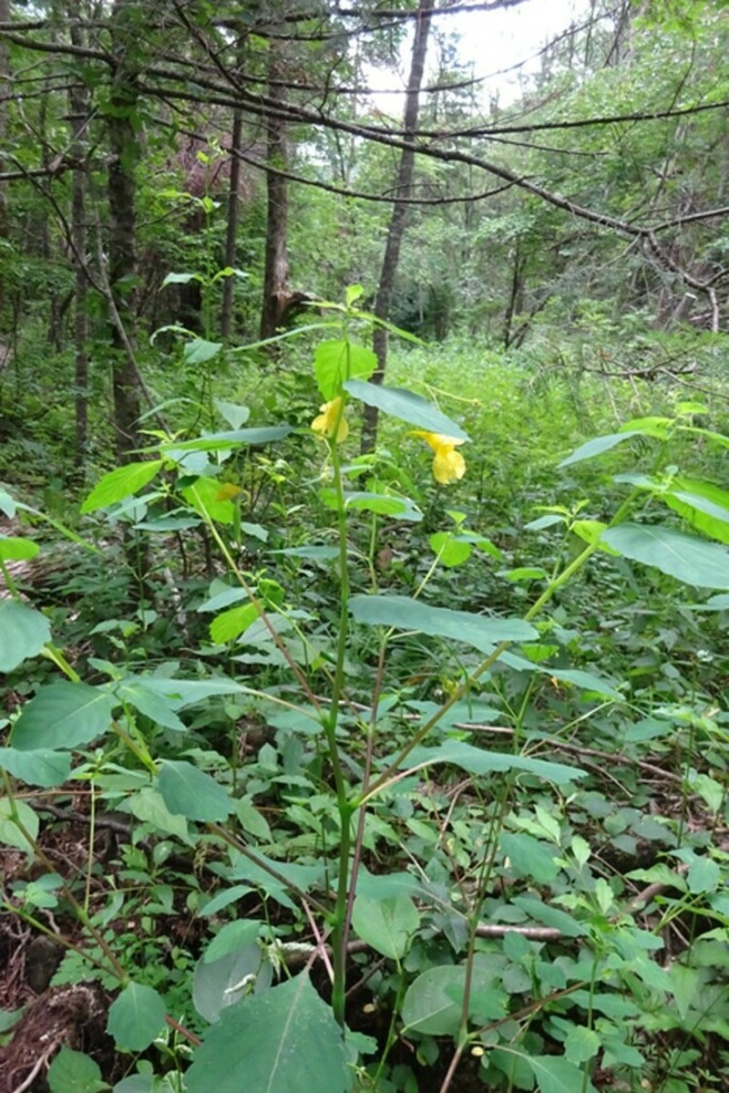 Impatiens maackii photo 2