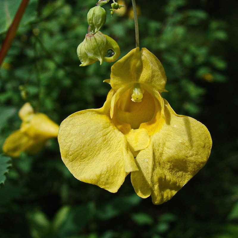 Impatiens maackii photo 3