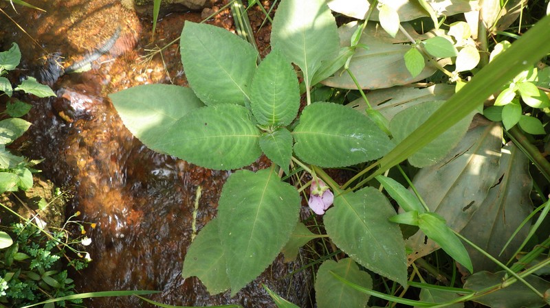 Impatiens mackeyana photo 2