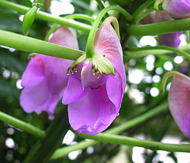 Impatiens mackeyana