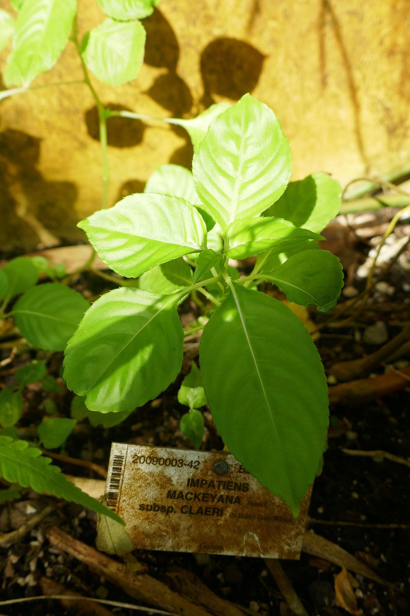 Impatiens mackeyana photo 3