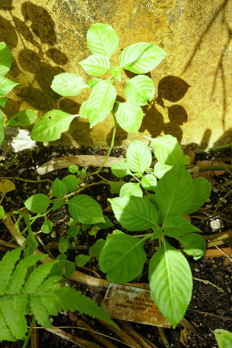 Impatiens mackeyana photo 4
