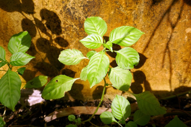 Impatiens mackeyana photo 5