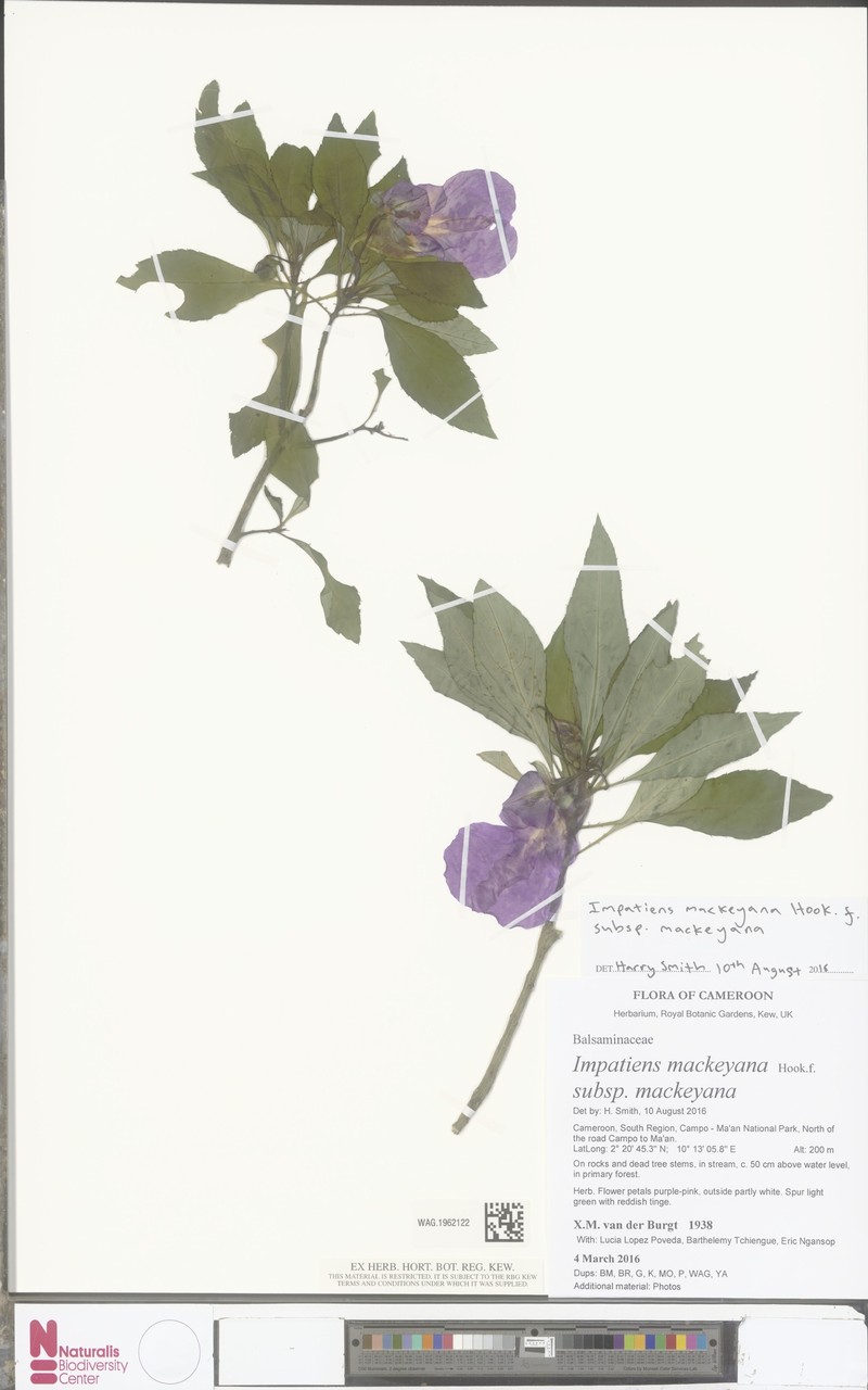 Impatiens mackeyana subsp. mackeyana