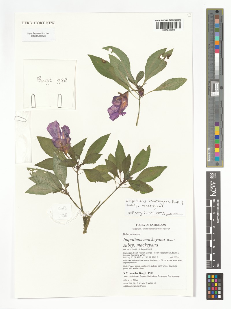 Impatiens mackeyana subsp. mackeyana photo 2