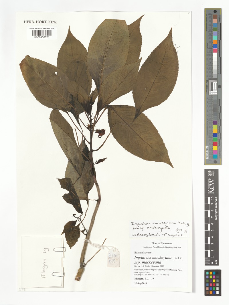 Impatiens mackeyana subsp. mackeyana photo 3