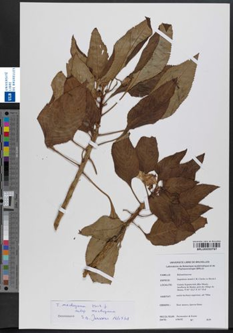 Impatiens mackeyana subsp. mackeyana photo 4