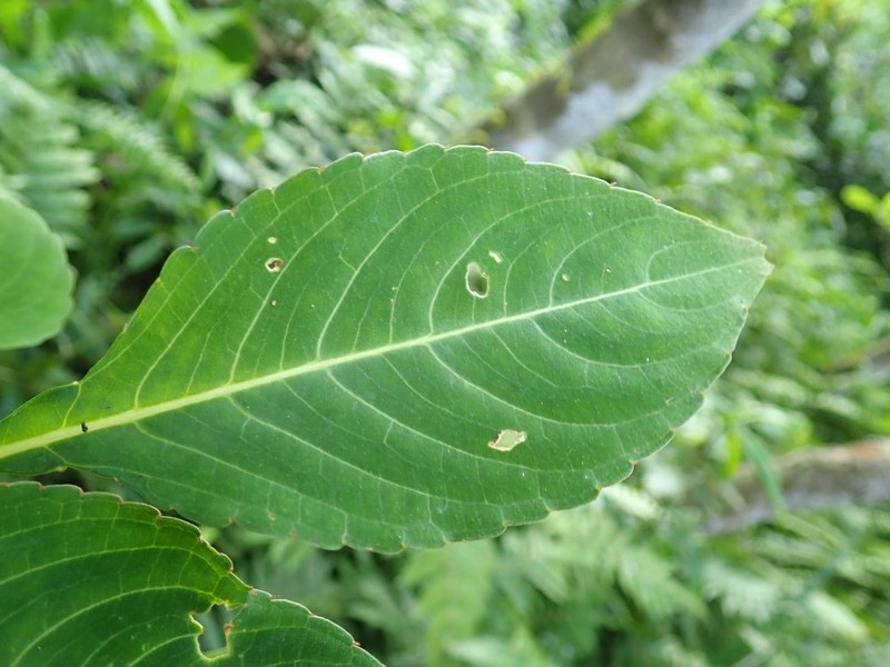 Impatiens mackeyana subsp. zenkeri