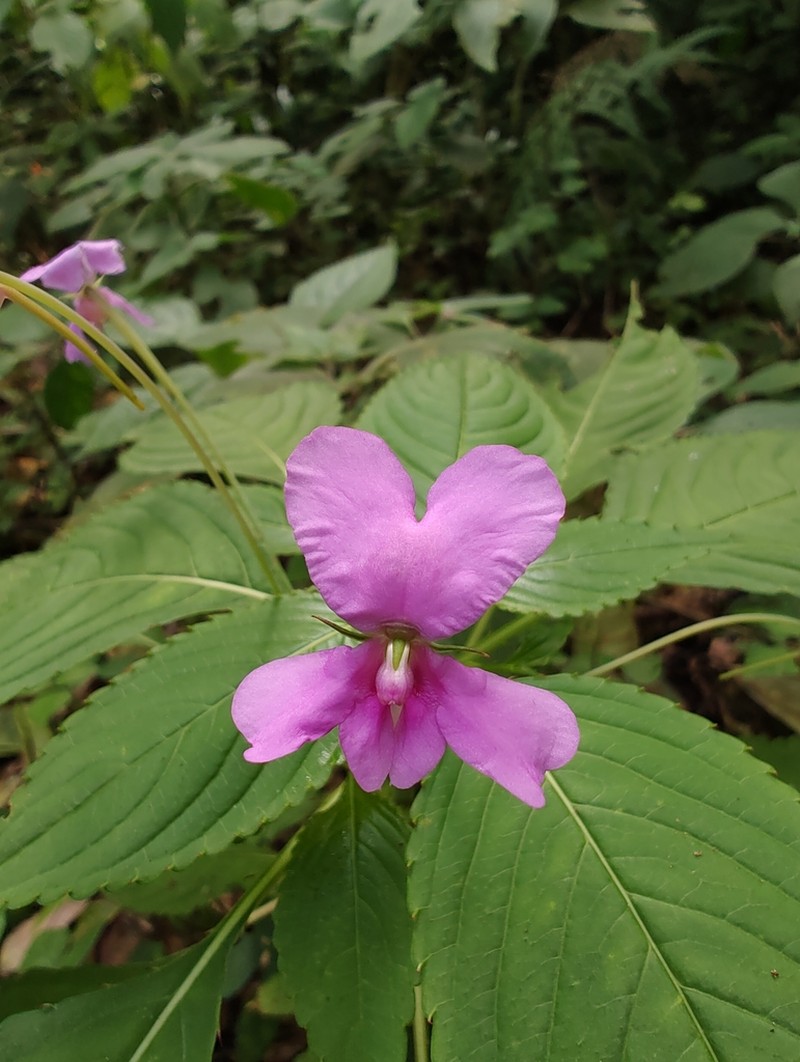Impatiens macrocarpa