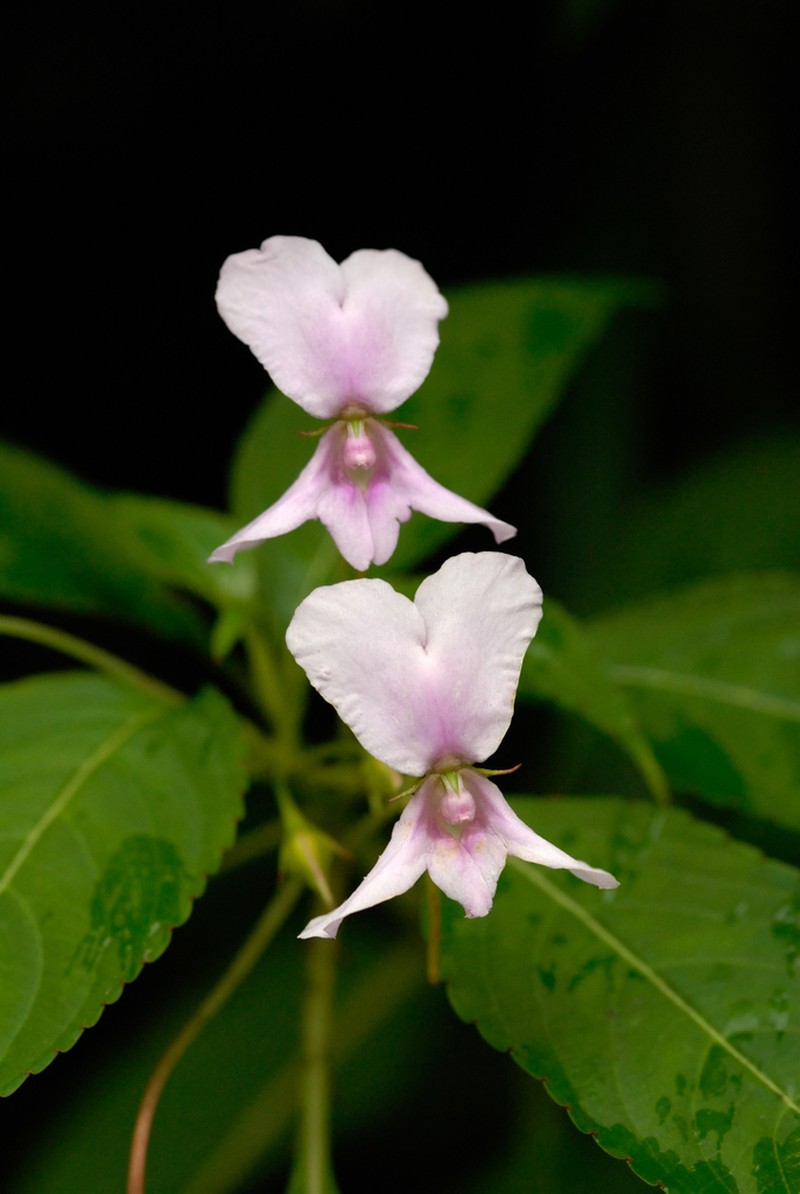 Impatiens macrocarpa photo 2