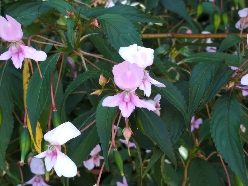 Impatiens macrocarpa photo 3