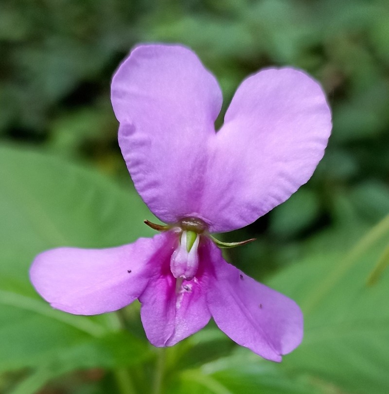 Impatiens macrocarpa photo 4