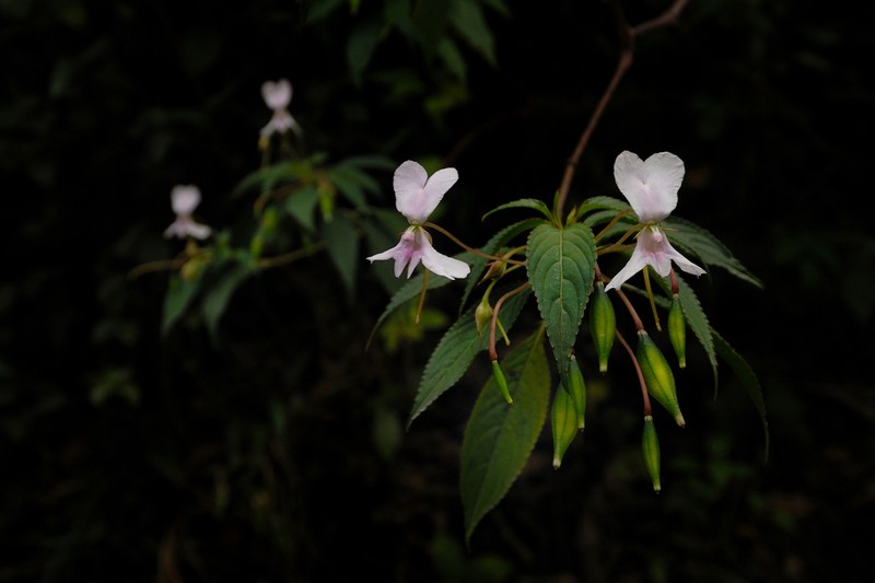 Impatiens macrocarpa photo 5