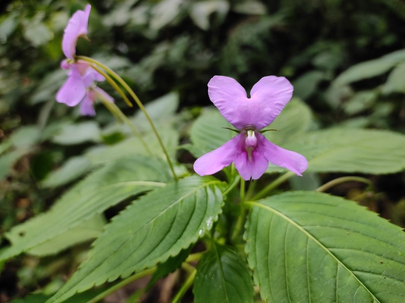 Impatiens macrocarpa photo 6
