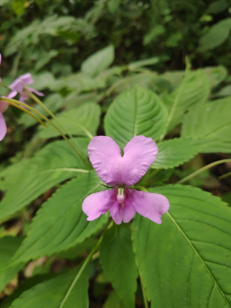 Impatiens macrocarpa photo 7