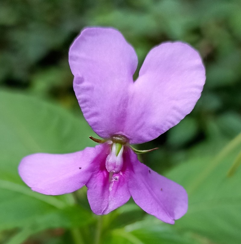 Impatiens macrocarpa photo 8