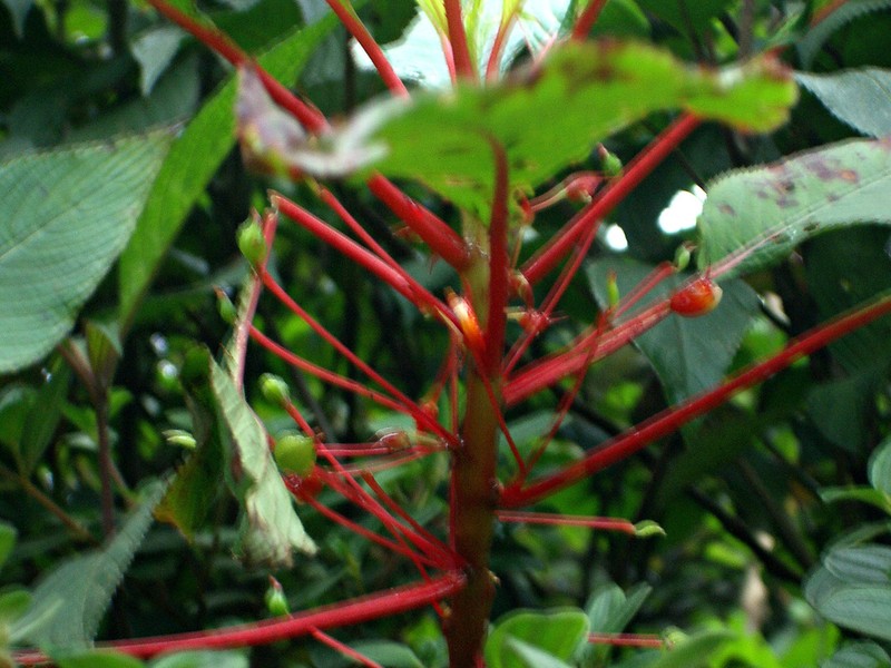 Impatiens macrophylla photo 2
