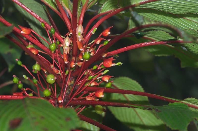 Impatiens macrophylla photo 3