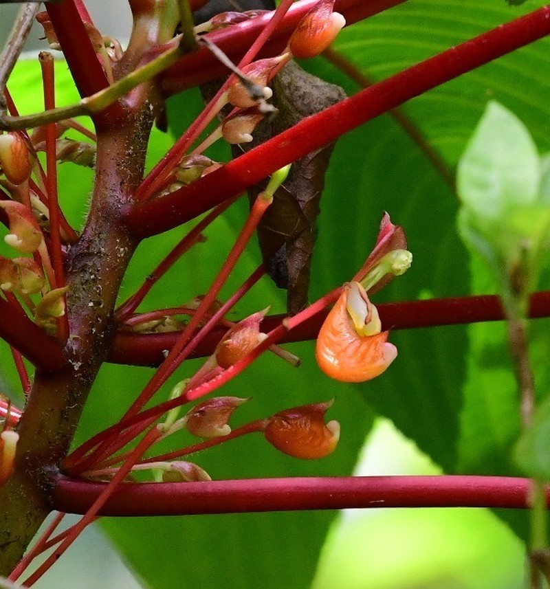Impatiens macrophylla photo 4