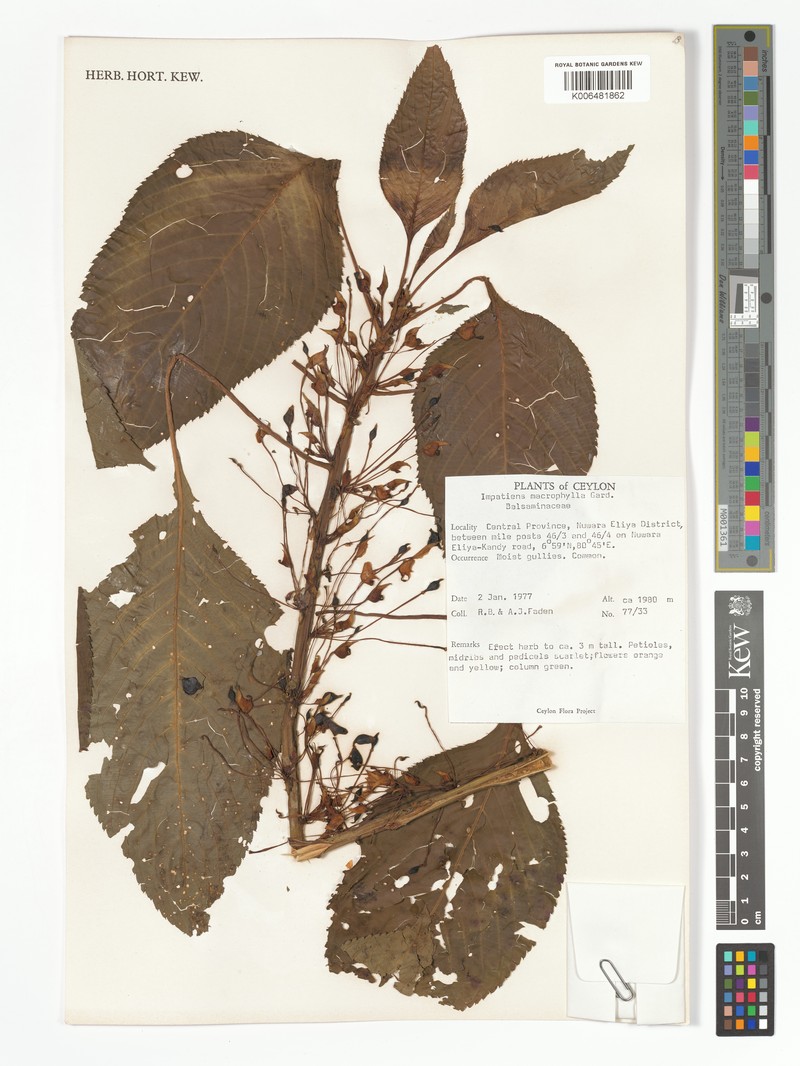 Impatiens macrophylla photo 5