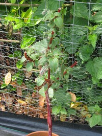 Impatiens macrophylla