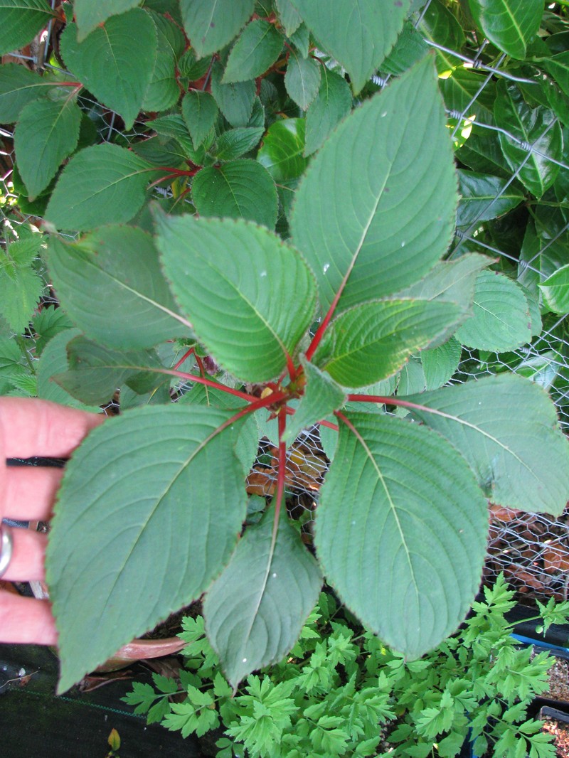 Impatiens macrophylla photo 7
