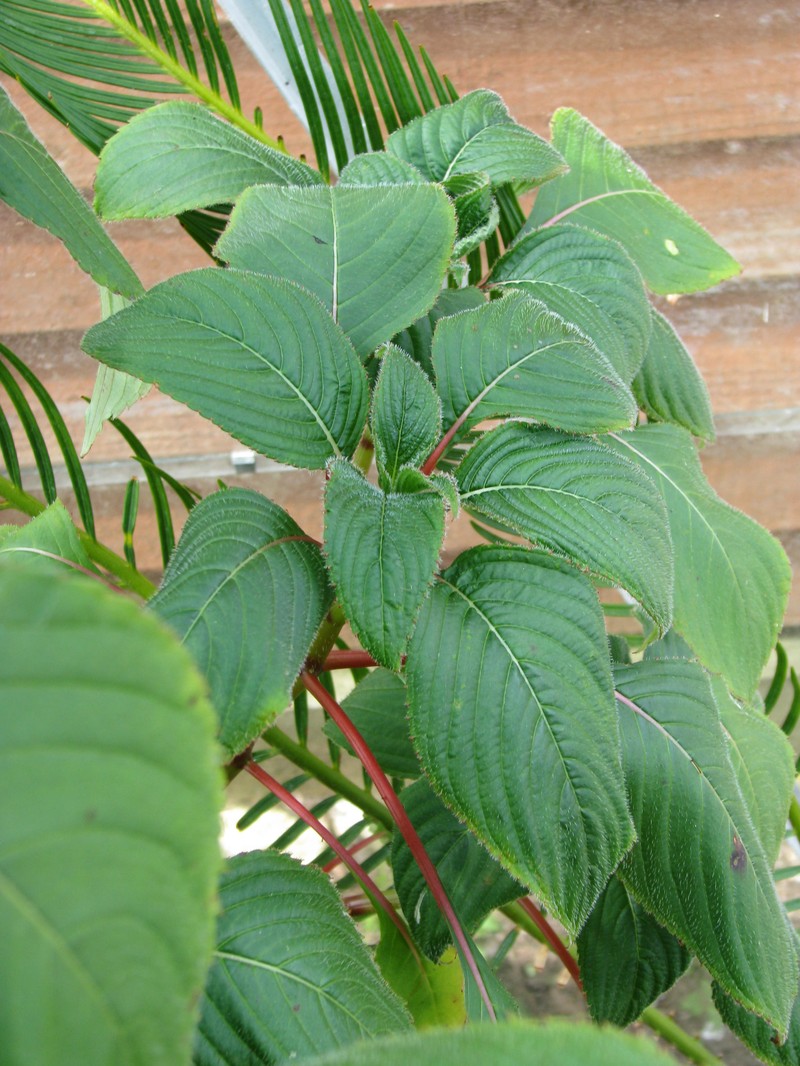 Impatiens macrophylla photo 8