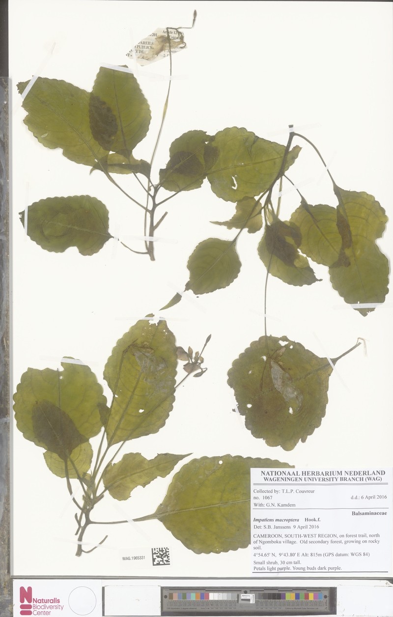 Impatiens macroptera