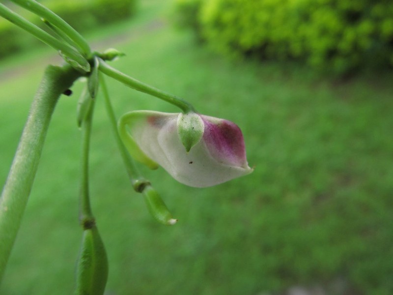 Impatiens macroptera photo 2