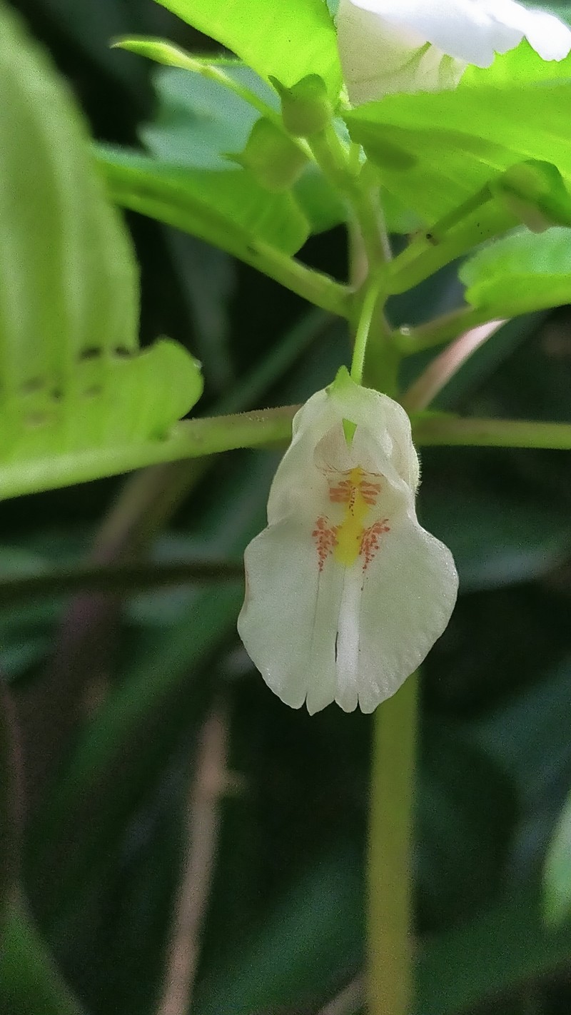 Impatiens macrosepala photo 2