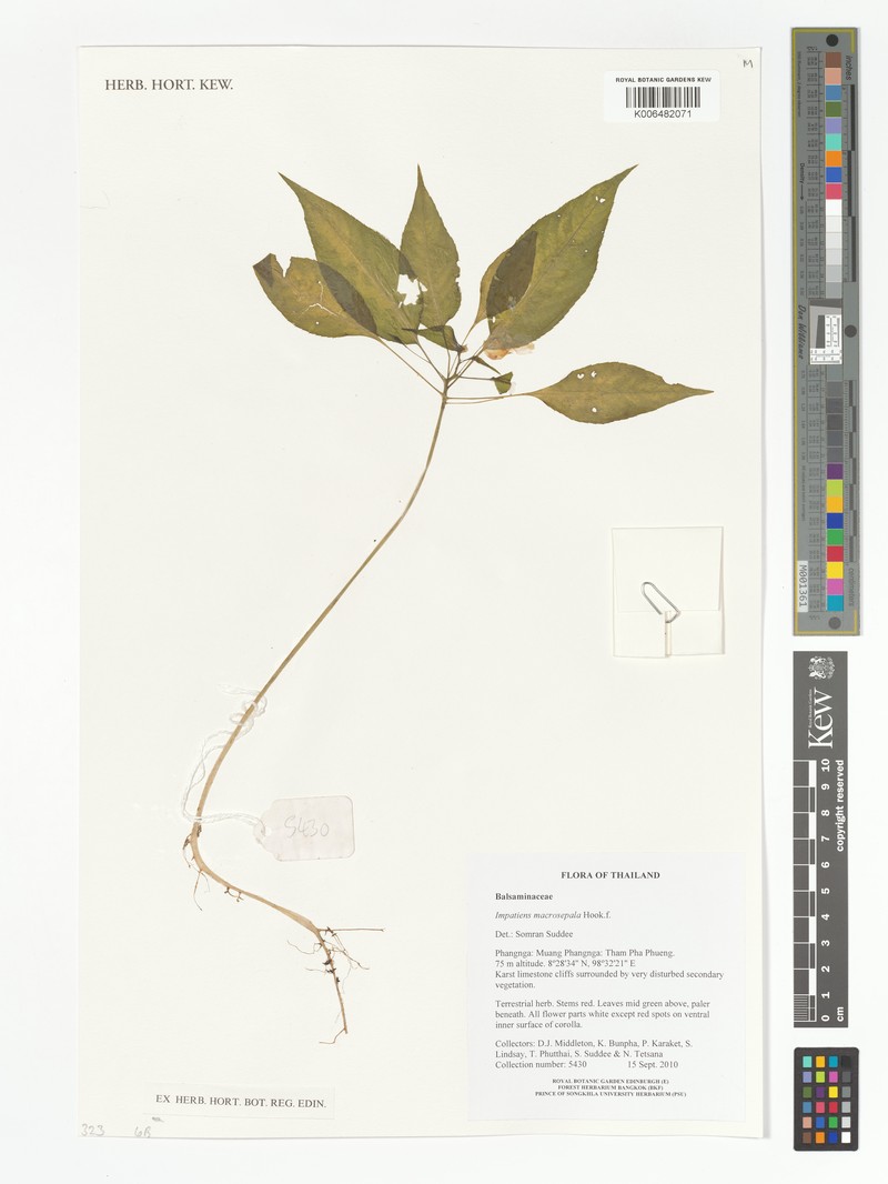 Impatiens macrosepala photo 3