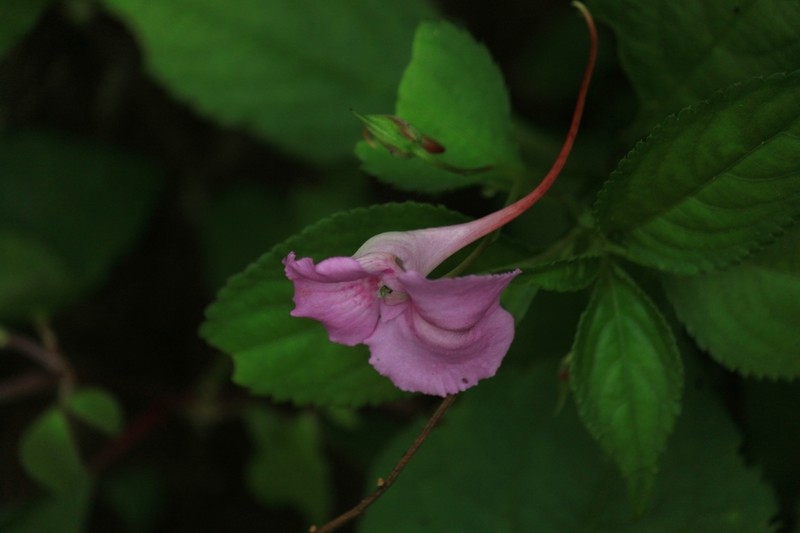 Impatiens macrovexilla