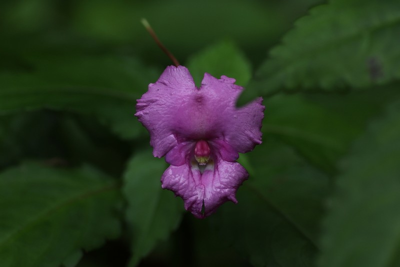 Impatiens macrovexilla photo 2