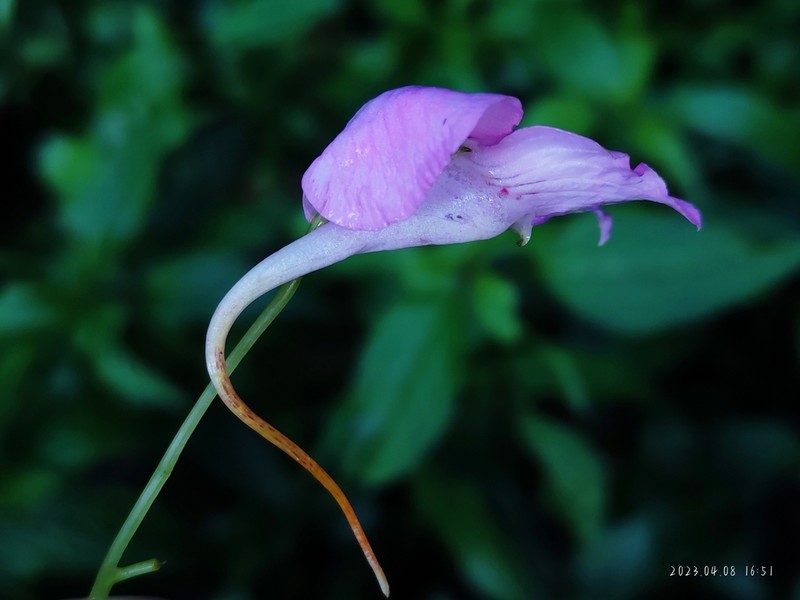 Impatiens macrovexilla photo 3