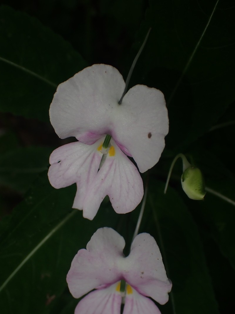 Impatiens macrovexilla photo 4