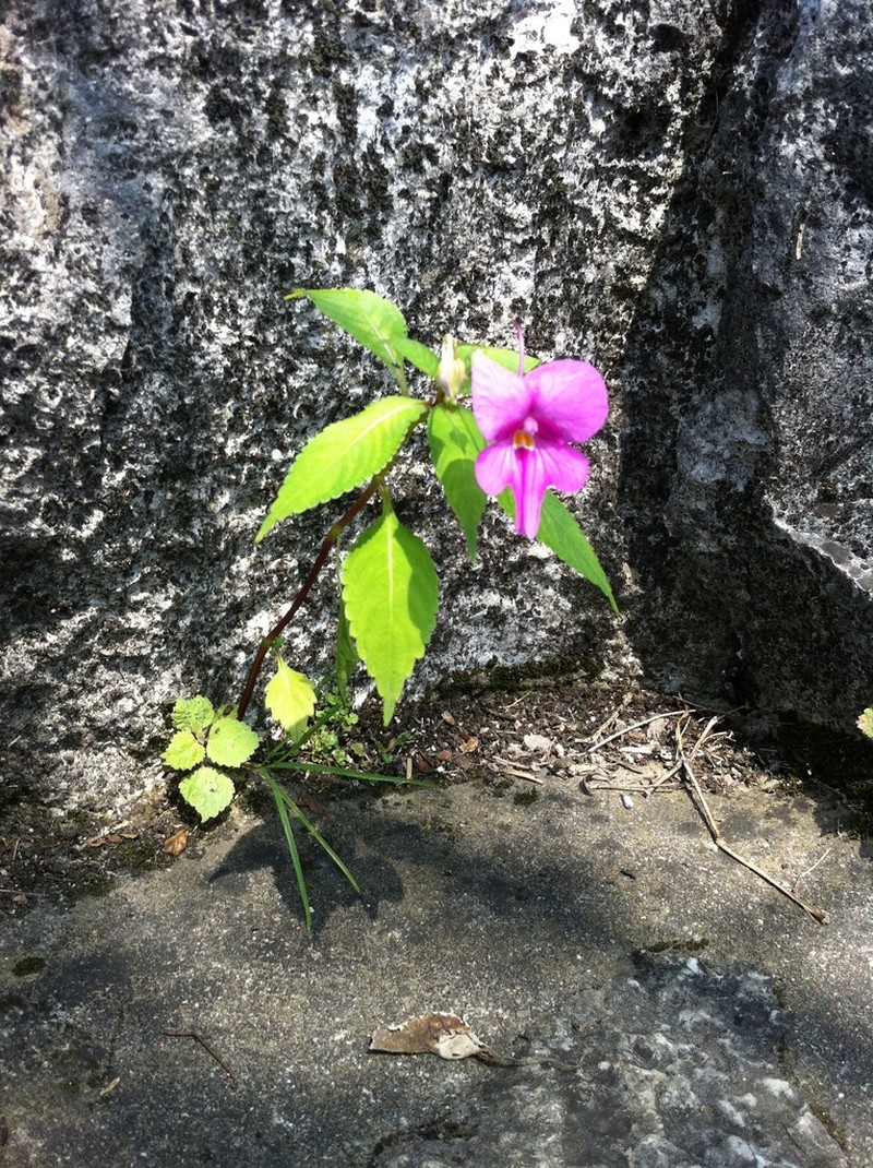 Impatiens macrovexilla photo 5